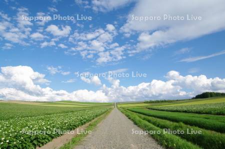 ジャガイモ畑と道