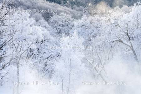 霧氷の樹林