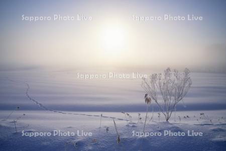 雪原の足跡