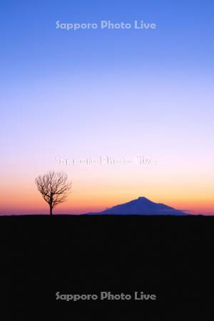 利尻富士夕景と一本の木