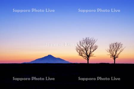 利尻富士夕景と二本の木