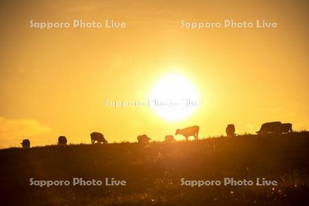 夕陽と牛
