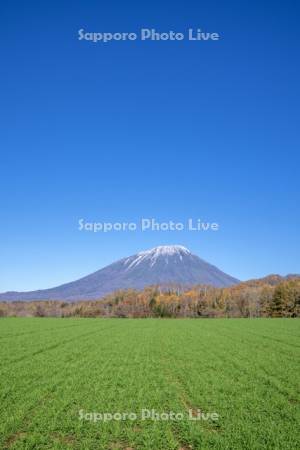 秋蒔き小麦と羊蹄山