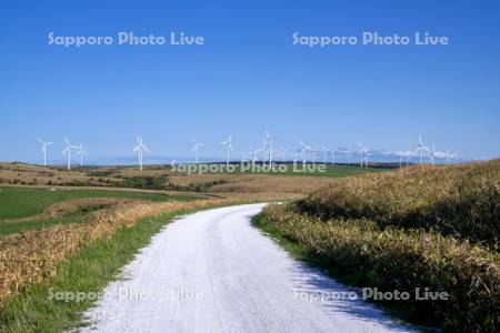 白い道と風車
