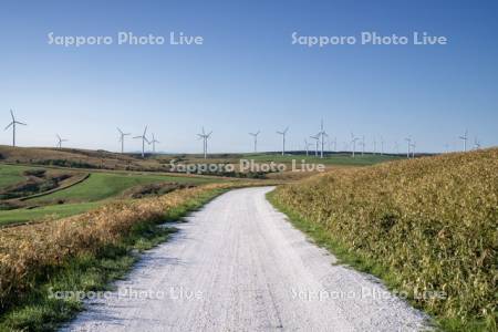 白い道と風車