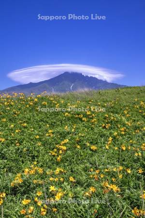 エゾカンゾウと利尻山の傘雲