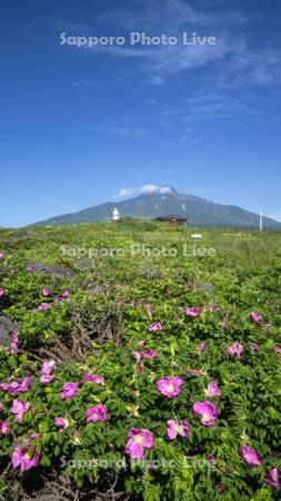 沓形岬公園のハマナスと利尻山