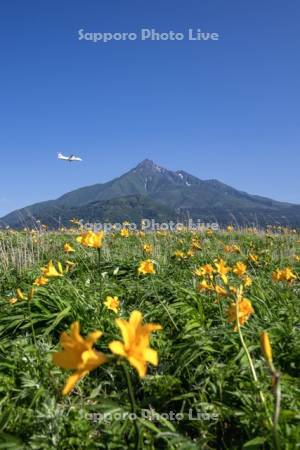 富士野園地のエゾカンゾウと利尻山