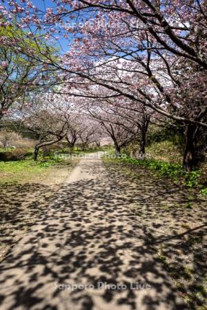 松前公園の桜