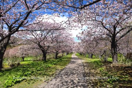 松前公園の桜
