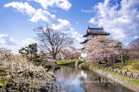 松前城と桜