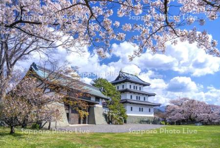 松前城と桜
