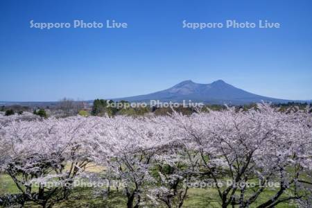 オニウシ公園桜と駒ヶ岳