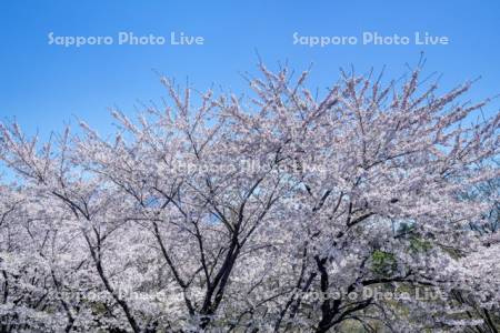 オニウシ公園の桜