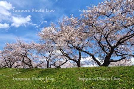 大野川沿い桜並木