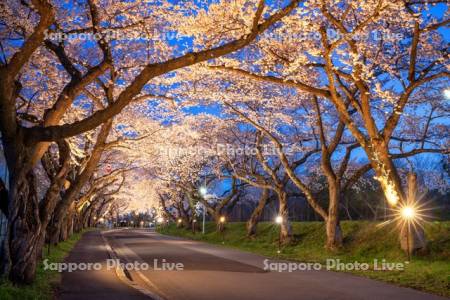 大野川沿い桜並木ライトアップ