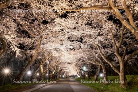 大野川沿い桜並木ライトアップ