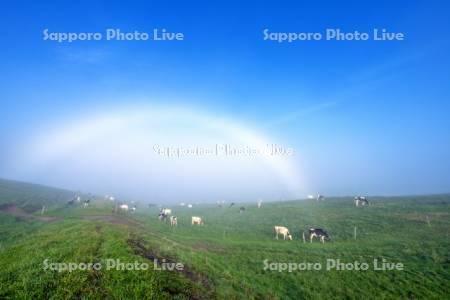 放牧牛と白虹