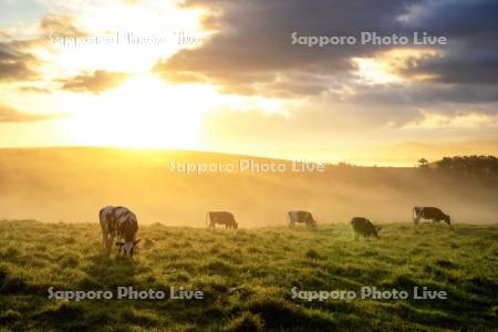 朝陽と放牧牛
