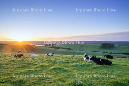 朝陽と放牧牛
