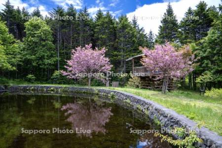 桜と森林公園キャンプ場