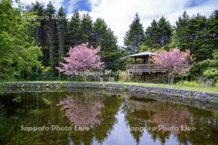 桜と森林公園キャンプ場