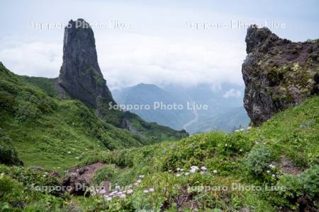 利尻山山頂よりミヤマアズマギクとローソク岩