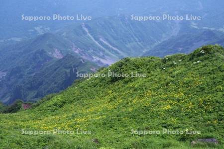 利尻山山頂よりボダンキンバイソウ群