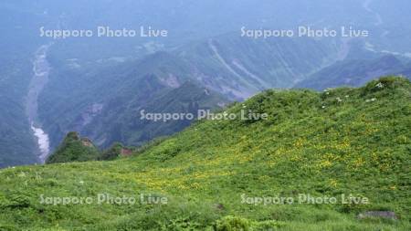 利尻山山頂よりボダンキンバイソウ群