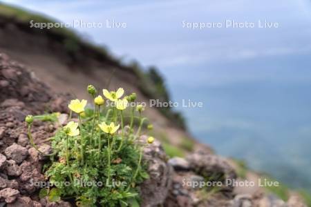 利尻山登山道よりリシリヒナゲシ