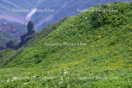 利尻山山頂よりボダンキンバイソウ群