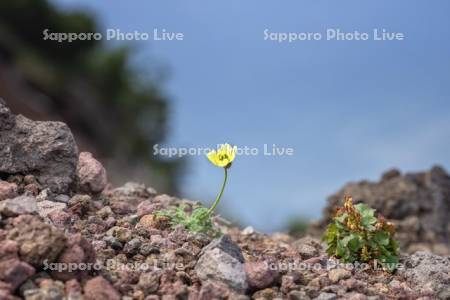 利尻山登山道9合目よりリシリヒナゲシ