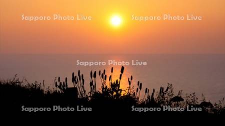 イブキトラノオと夕陽