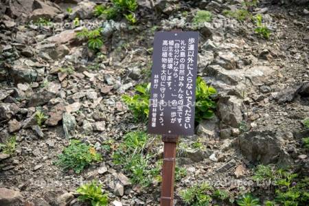 礼文林道　看板