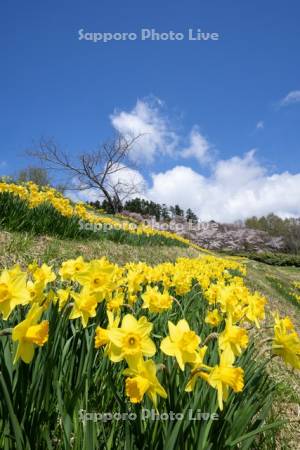玉川公園のスイセンと桜