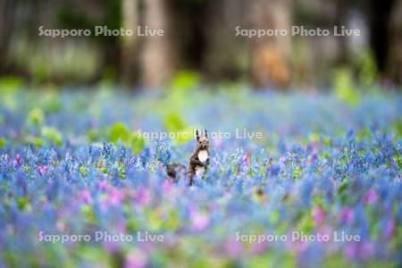 エゾリスとエゾエンゴサク