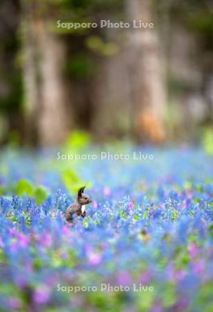 エゾリスとエゾエンゴサク