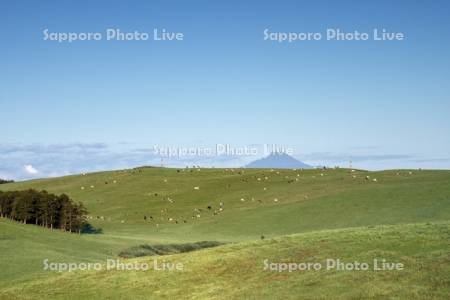 牛の放牧と利尻山