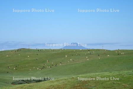 牛の放牧と利尻山