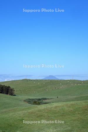 牛の放牧と利尻山