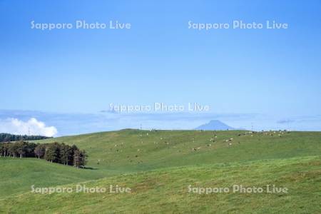 牛の放牧と利尻山