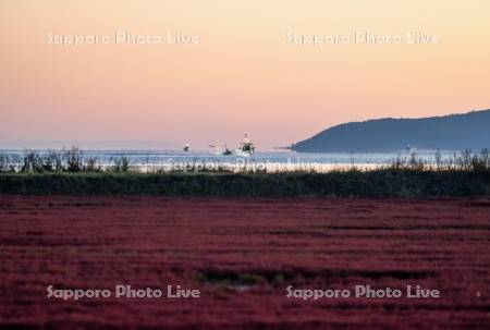 サンゴ草と漁船