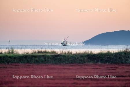 サンゴ草と漁船