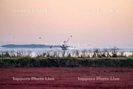 サンゴ草と漁船