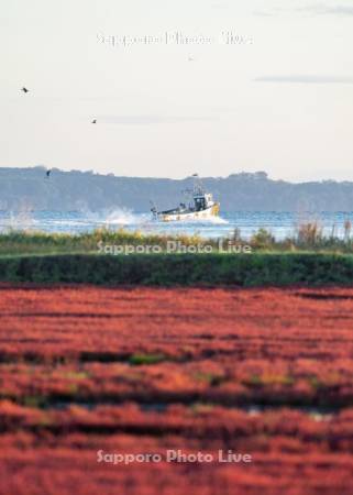 サンゴ草と漁船