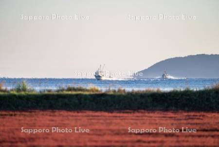 サンゴ草と漁船