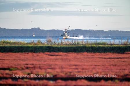 サンゴ草と漁船