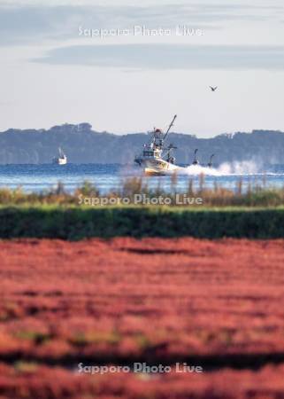 サンゴ草と漁船