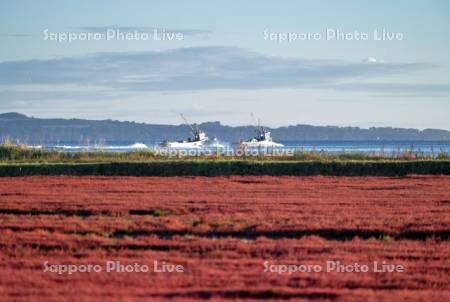 サンゴ草と漁船