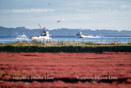 サンゴ草と漁船